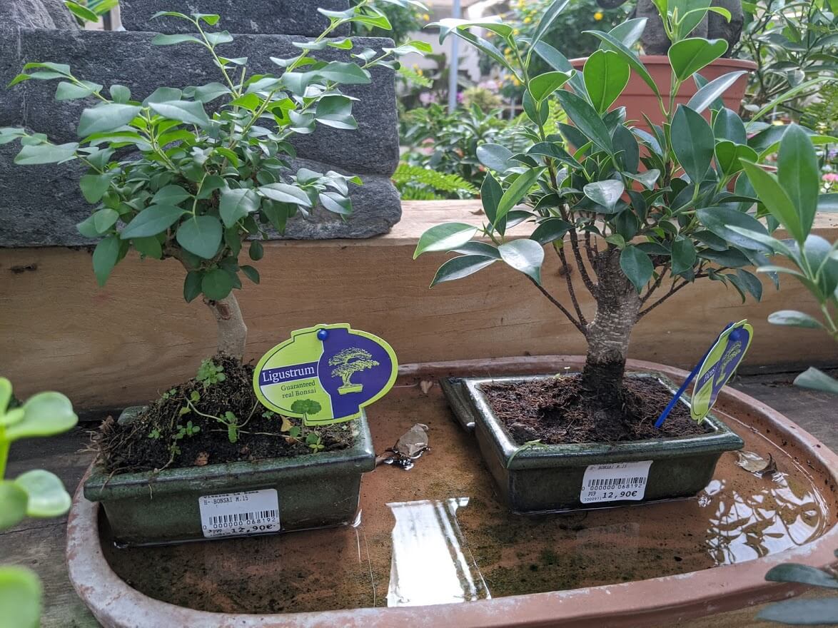 Bonsai Bäumchen