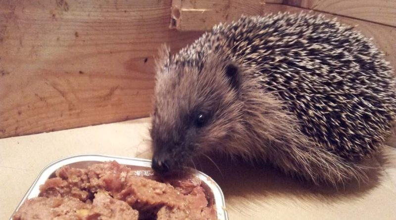 Igel mit Katzenfutter