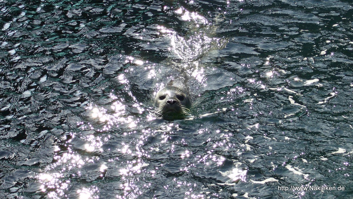 Seehund im Aquarium Wilhelmshaven
