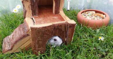 Der Hamster im Garten