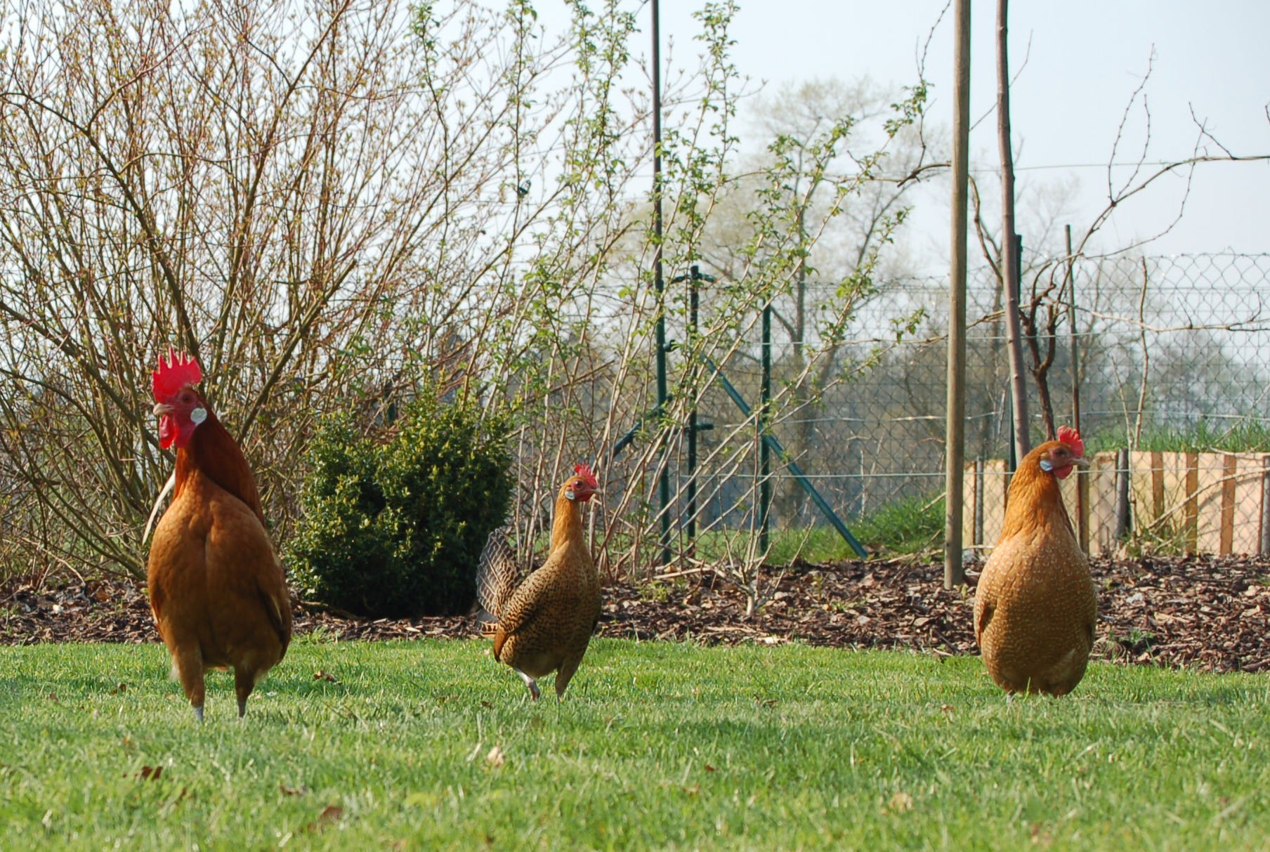 Hahn und Hennen im Garten