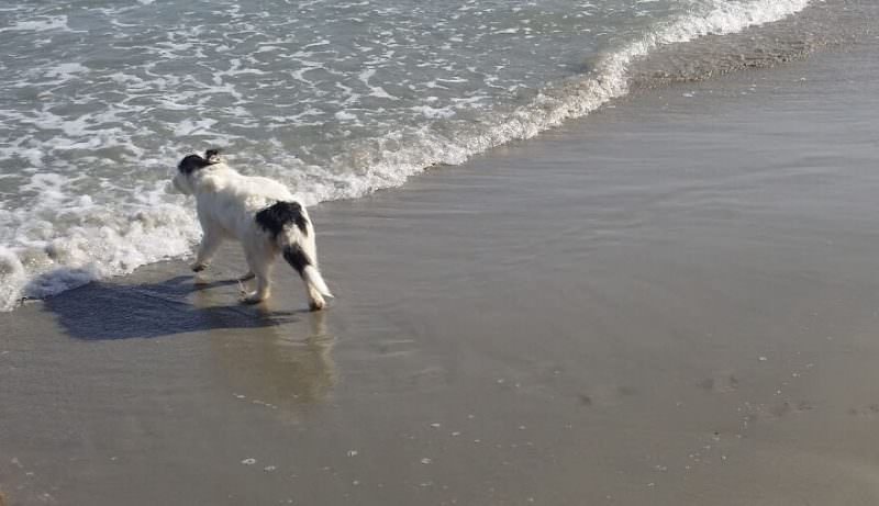 Mit dem Hund am Meer