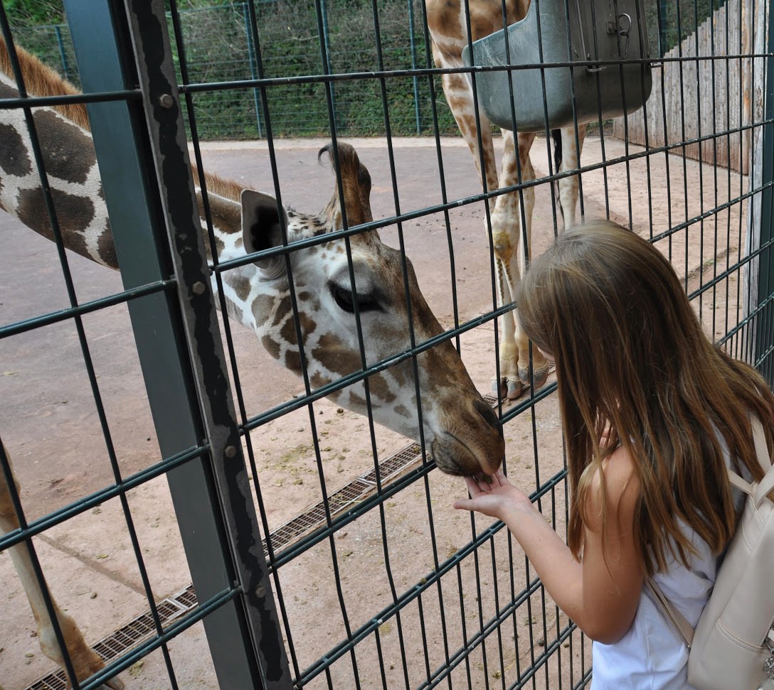Füttern im Giraffengehege