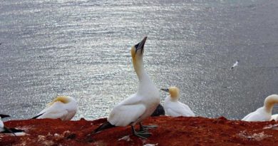 Brutstätten auf Helgoland