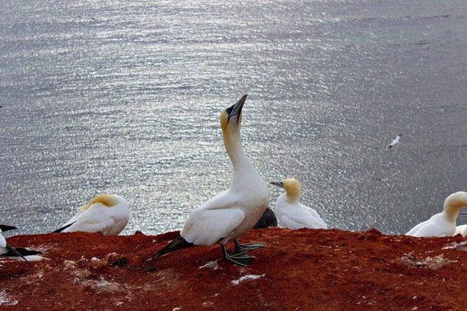 Brutstätten auf Helgoland