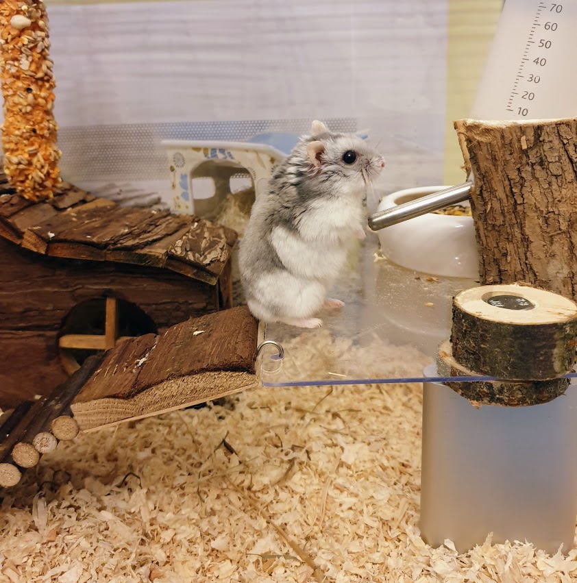 Wasserstelle im Hamsterkäfig