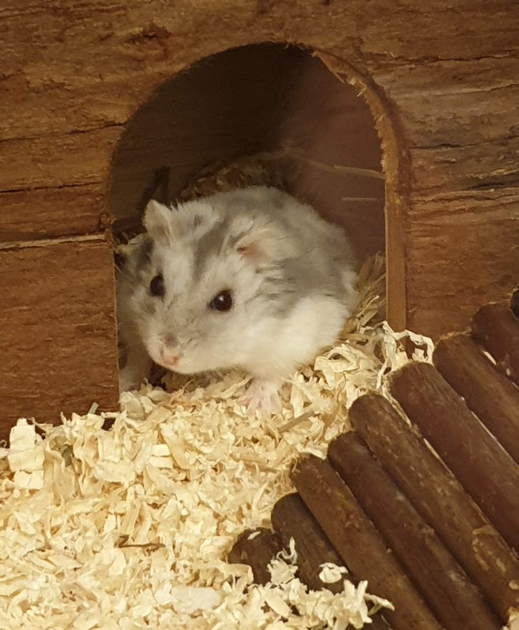 Schlafhaus für Hamster