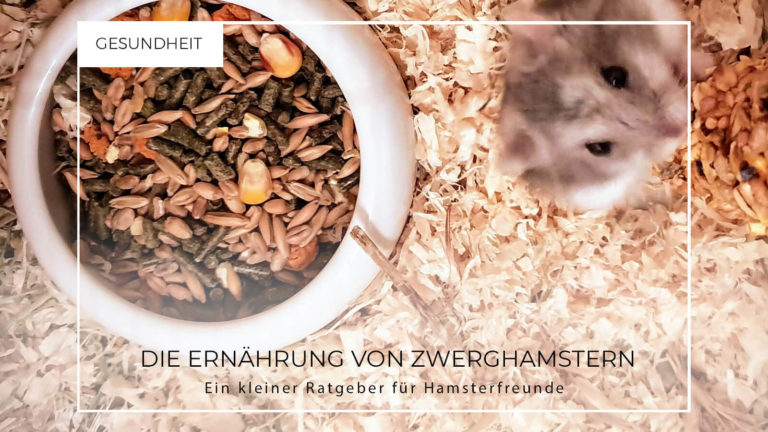 Die Ernährung von Dsungarischen Zwerghamstern - Was Essen Hamster 768x432