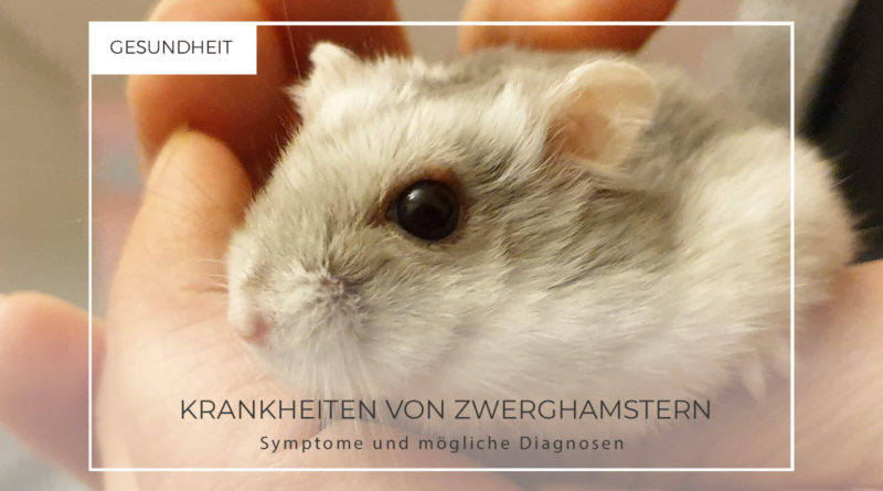 Krankheiten von Zwerghamstern