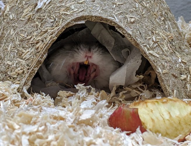 Hamster zeigt Zähne