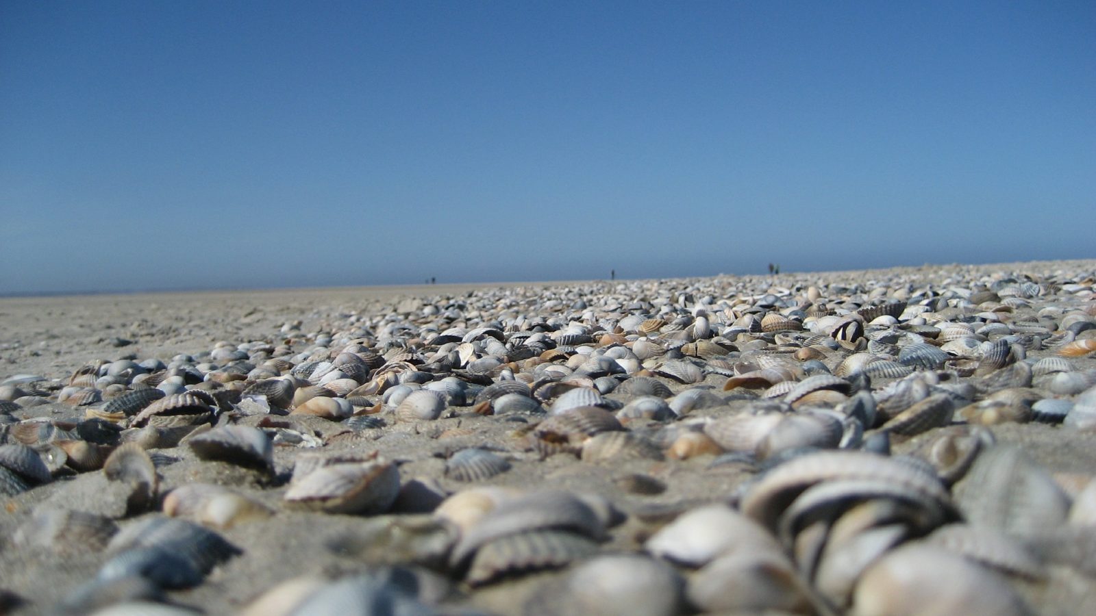 Muscheln am Strand